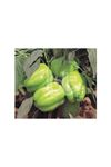 BT KANDİL DOLMA  BİBER TOHUMU