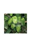 BT SUPER DOLMA 016  BİBER TOHUMU