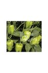 BT DURU 016 BİBER TOHUMU