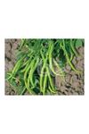 10 GRAM AMBALAJ  BT İNCE SİVRİ (  KIL TATLI ) 016 BİBER TOHUMU KDV DAHİL ADET FİYATI