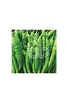 BT BURDEM 016 BİBER TOHUMU
