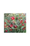 BT BURBİYE  016 ACI BİBER TOHUMU