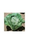 BT YEDİKULE  5701  MARUL TOHUMU