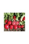 BT FINDIK TURP ( CHERRY BELLE ) TOHUMU