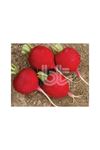 BT İRİ KIRMIZI TURP (BALCALI ) TOHUMU