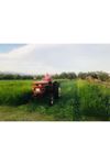 TEFF GRASS YAZLIK  OT TOHUMU