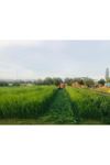 TEFF GRASS YAZLIK  OT TOHUMU