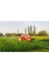 TEFF GRASS YAZLIK  OT TOHUMU