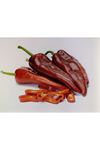 FİTO TOHUM SF 549 F1 KAPYA BİBER TOHUMU 