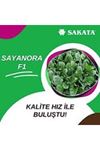 SAYANORA F1  ISPANAK TOHUMU