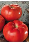 BELLAROSA F1 OTURAK DOMATES TOHUMU