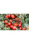 Advance F1 Domates Tohumu