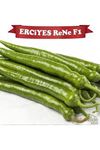 ERCİYES ReNe F1 SİVRİ BİBER TOHUMU