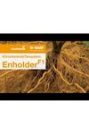 ENHOLDER F1 DOMATES ANACI  TOHUMU