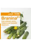 BRANİNA F1 TURŞULUK HIYAR TOHUMU