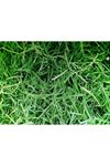 İTHAL BERMUDA GRASS TEK TÜR ÇİM TOHUMU 3 KG AMBALAJ KDV DAHİL 