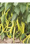 25 GRAM ALTIN TOHUM ÇORBACI BİBER TOHUMU KDV DAHİL FİYATI