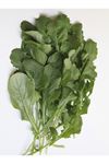 1 KG  AMBALAJ ROKA -GS1901 TOHUMU , KDV DAHİL ADET FİYATI