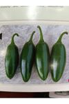 500 GRAM AMBALAJ BT JALAPENO ACI BİBER TOHUMU KDV DAHİL ADET FİYATI