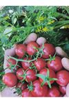 10 GRAM AMBALAJ BABYTON CHERRY DOMATES TOHUMU KDV DAHİL ADET FİYATI
