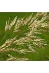 KILÇIKSIZ BROM (BROMUS İNERMİS)  TOHUMU 