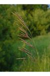 KILÇIKSIZ BROM (BROMUS İNERMİS)  TOHUMU 
