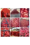 SLONOVO UVO  KAPYA BİBER TOHUMU 