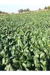 SV3580VC F1 HİBRİT ISPANAK TOHUMU TOHUMU 