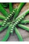  25 KG SERRANO İRİ SOFRALIK  BEZELYE TOHUMU