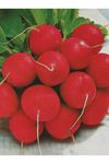 25 GRAM AMBALAJ  ALTIN TOHUM  CHERRY  BELLE ( KIRMIZI FINDIK ) TURP TOHUMU KDV DAHİL ADET FİYATI  